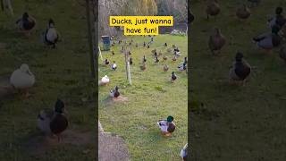 Ducks in HEACHAM are having fun [upl. by Huldah]