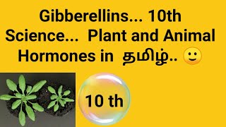 Gibberellins 10th Science Plant and animal hormones in tamil🙂 [upl. by Nytsyrk]