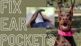 How to fix doberman ear pockets during ear posting [upl. by Ecnarrot]