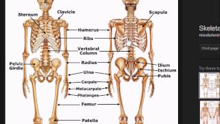 Medical Terminology Part 6skeletal part 1 [upl. by Garreth]