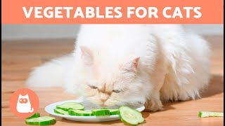 The BEST VEGETABLES for CATS 🐱🥕 Types and Benefits [upl. by Ahsirtal]