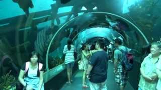 SEA Aquarium Resorts World Sentosa Singapore [upl. by Eeruhs]