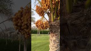 Dubai dates palm datestree dubaiparks shortsfeed [upl. by Nitsa]