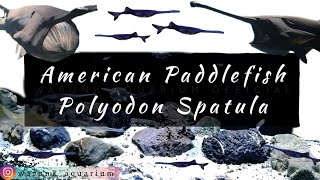 Mengenal American Paddlefish Polyodon Spatula  Ikan Predator Purba Unik masih hidup sampai sekarang [upl. by Hoem]