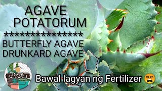 57100 Agave Potatorum Succulent Care Guide  Dont fertilize this plant • Butterfly Agave [upl. by Smoht916]