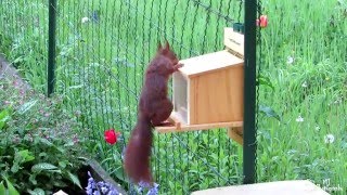 Eichhörnchen öffnet Futterhaus [upl. by Annauqahs886]