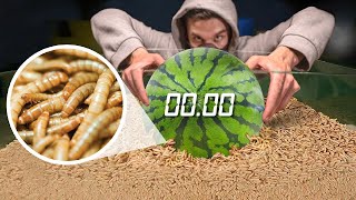 How Quickly The MAGGOTS Eat WATERMELON YELLOW WORMS VS WATERMELON TIMELAPSE [upl. by Airdna]