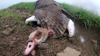 Falconry Goshawk hunting Egyptian Goose [upl. by Hnad]