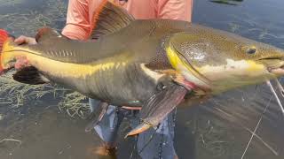 Fishing For Giant Redtail Catfish In Florida [upl. by Ronald]