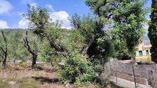 Old Carob Tree Ceratonia siliqua in S France [upl. by Euf]