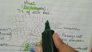 Ts of dicot rootTs of orchid root velamenTS monocot rootlateral root development [upl. by Rednasela]