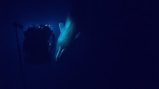 Rare Sperm Whale Encounter with ROV  Nautilus Live [upl. by Ohl]