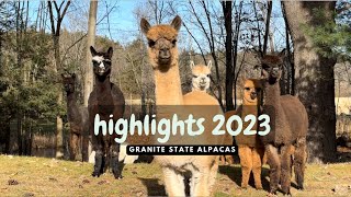 Immerse Yourself In Alpacas [upl. by Halian]