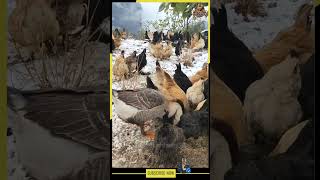 Chickens Searching for Food Under a Snowy Tree Chickenfarm69 WinterForaging SnowyFarm [upl. by Ayiotal451]