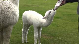 Bottle feeding a baby orphan alpaca cria [upl. by Aehcsrop]