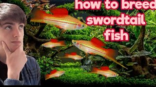 how to breed swordtails [upl. by Iyre151]