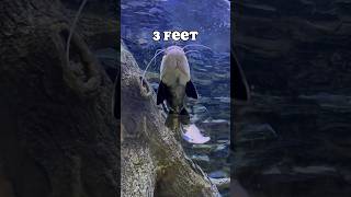 Redtail Catfish 3 Inches vs 3 Feet [upl. by Eon]