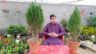 Thuja Plant Par Meri First Video  How to Care and Propagate This Plant [upl. by Asserat]