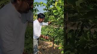 Mahogany 8320508594farming chandan farming agriculture indianfarmer farmer kisan mahogany [upl. by Caylor]