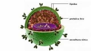 Estructura del VIH [upl. by Harbison]