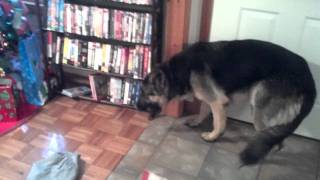 German Shepherd in trouble [upl. by Silliw]