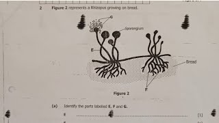 Rhizopus growing on bread  Biology [upl. by Iel]