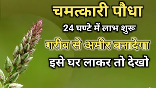 अपामार्ग पौधा  Apamarga Plant अपामार्ग चिरचिटा की जड़ Chirchita Ke totke [upl. by Adym865]