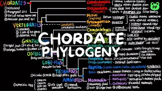 Chordate Phylogeny  Evolution amp Phylogeny 08  Biology  PP Notes  Campbell 8E Ch 43 [upl. by Yrokcaz]