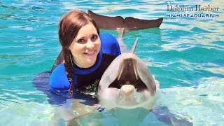 Nadando con Delfines y Focas  Miami Seaquarium [upl. by Alad]