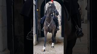 Adorable Kings Horse Neighing  Captivating Gaze and Cute Neigh Sounds at Horse Guards KingsGuard [upl. by Goldstein]