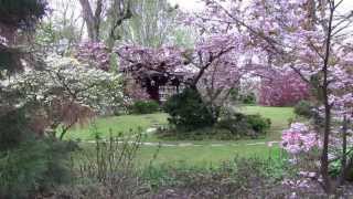 桜祭り Cherry Blossom Japanese Garden japanischer Garten Kirschblüte [upl. by Swainson354]