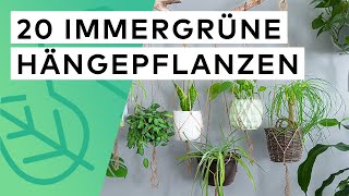 20 Immergrüne Hängepflanzen 🌿 Pflege ✓ Standort ✓ Herkunft ✓ Besonderheit ✓ [upl. by Annola623]