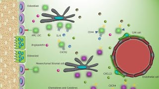 Bone Marrow Microenvironment  Haemopoietic Inductive Micro environment HIM [upl. by Nihahs]