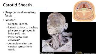 Carotid Sheath  Posterior Neck LO [upl. by Pryce713]