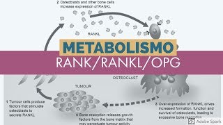 Metabolismo del calcio Sistema RANKRANKlOPG 5 de 5 [upl. by Nagiam]