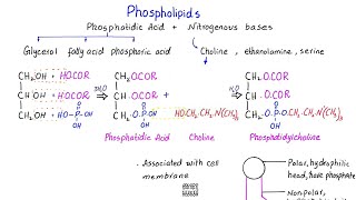 Phospholipids structure  phosphatidic acid  lipids  class 11 [upl. by Nelyag]