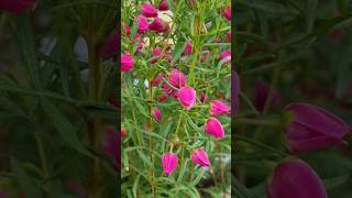 방울방울 귀여운 꽃 Boronia heterophylla flowers [upl. by Halik]