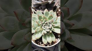 echeveria suculentas succulent garden plantita [upl. by Seed]