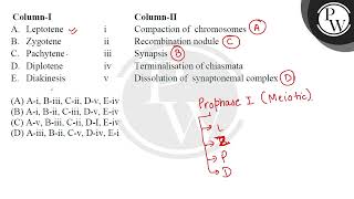 quotenglishquotquot\n\n\n\nColumnI\n\n\nColumnII\n\n\n\n\nA\n\n\nLeptotene\n\n\ni\n\n\nCompaction of [upl. by Anegal]