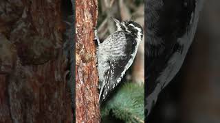 American Three Toed Woodpecker Nature Sounds Birds [upl. by Chet]