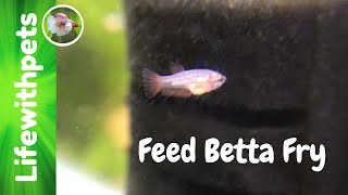 Feeding Betta Fry [upl. by Yvehc]