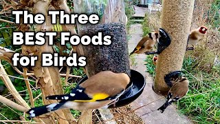 The BEST Food for Attracting Birds to Your Garden [upl. by Lertnek]