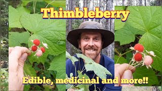 Thimbleberry  Identification and Description [upl. by Clift737]