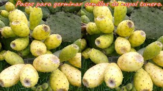 pasos que debes saber para germinar semillas de tunas o nopal tunero super facil [upl. by Laverne]