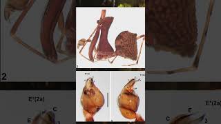 New Species of Pelican Spider Discovered in Queensland Australia [upl. by Rehnberg]