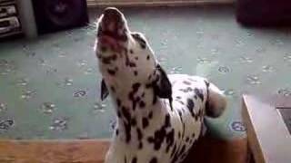 Dalmatian dog howling  singing to soulja boi [upl. by Herschel]