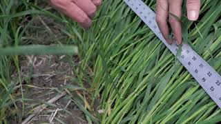 Growing Smarter Variety Update Feed Barley [upl. by Ardehs]