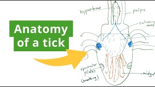 The Anatomy of a Tick and How Permethrin Works on Them [upl. by Aztiray]