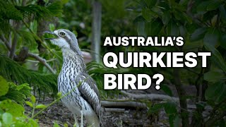 Is this Australias quirkiest bird  the Bush StoneCurlew [upl. by Niwde]