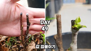 감나무 접붙이기 수분수  선사환  Grafting Persimmon Trees [upl. by Ettegdirb265]